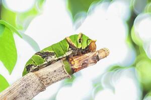 A Caterpillar Citrus Swallowtail on blurry green background photo