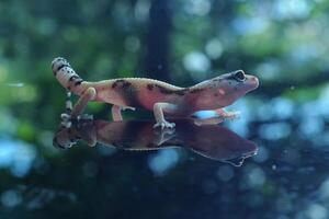 Leopard Gecko or Eublepharis macularius photo