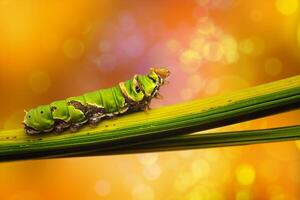 A Caterpillar Citrus Swallowtail photo