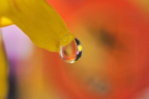 a drop of dew on the top of a chrysanthemum flower photo