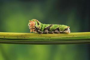 A Caterpillar Citrus Swallowtail on blurry green background photo