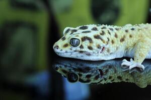 leopardo geco o eublepharis macularius foto