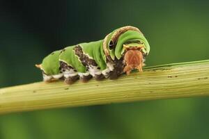 A Caterpillar Citrus Swallowtail photo