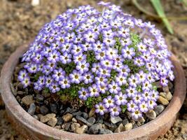 Dionysia Harlekin flowering in a clay pot photo