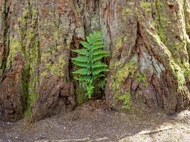 Green fern growing at the base of a redwood tree photo