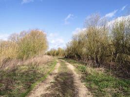 Trail between hedgerows with a clear blue sky photo