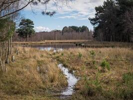 Pond and wet ground at Skipwith Common, North Yorkshire, England photo