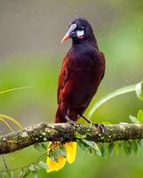 a bird with a red and black head sitting on a branch photo