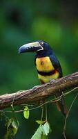 a colorful bird sits on a branch in the forest photo