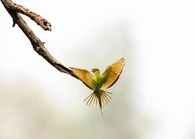 a green bird is flying over a branch photo