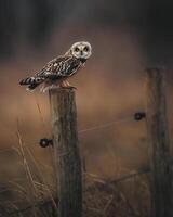 short-eared owl on fence post photo