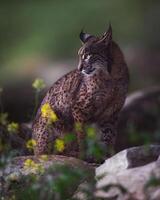 a lynx is sitting on a rock in the woods photo