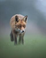 a fox is standing in the fog photo