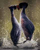 dos aves luchando en el agua con agua salpicaduras foto