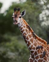 un jirafa con un manojo de aves en es cabeza foto