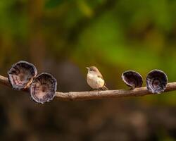 a bird sits on a branch with a shell on it photo
