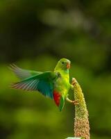 a green parrot is perched on a plant photo