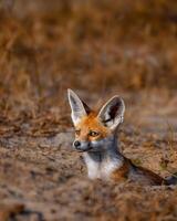 a fox is standing in the fog photo