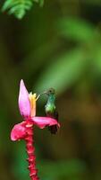 a hummingbird perched on a flower stem photo