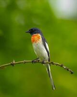 a black and white bird with red on its head photo