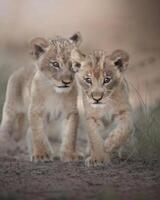 two lion cubs are walking in the dirt photo