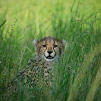 a cheetah in the grass photo