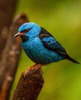 un azul pájaro es encaramado en un rama foto