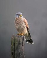 a bird of prey perched on a wooden post photo