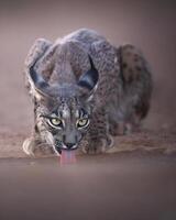 un lince caminando en un suciedad la carretera foto