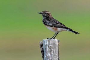 a small bird is sitting on a branch photo