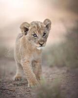 two lion cubs are walking in the dirt photo