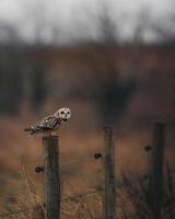 short-eared owl on fence post photo
