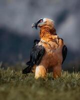 un grande pájaro con un negro y blanco cabeza en pie en parte superior de un herboso campo foto