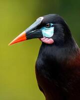 un cerca arriba de un pájaro con un azul y naranja pico foto