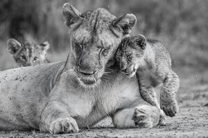 lioness and cubs in the wild photo