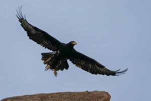 a large bird flying over a rock with its wings spread photo