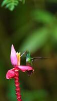 a hummingbird perched on a flower stem photo