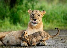 lioness and cubs in the wild photo