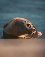 harbor seal, california, california, california, california photo