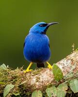 un azul pájaro con negro pico sentado en un rama foto