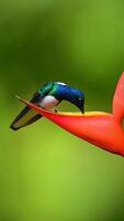 a hummingbird perched on a flower stem photo