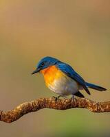 a blue and orange bird sitting on a branch photo