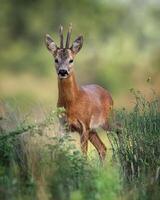 a deer stands in the grass with its horns out photo