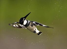 a black and white bird flying through the air photo