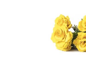 Yellow roses isolated on white background with copy space for your text. photo