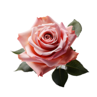 ai gerado rosa, rosa png, rosa vermelho flor png, rosa com transparente fundo png