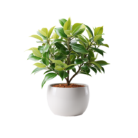 AI generated Plant Pot, Plant Pot Png, Plant Pot For Decoration png