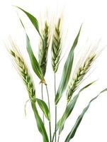 AI generated Wheat spikes isolated on white background. High-resolution. AI Generative photo