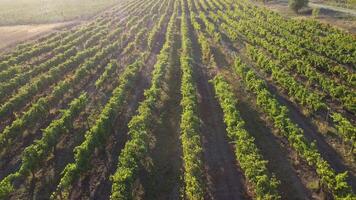 Antenne Aussicht von Weinberge Feld Plantage auf Sonnenuntergang. filmisch Drohne Antenne Aussicht auf Grün Hochland Senke Landschaft. Öko Landwirtschaft im wild Natur Landschaft. Tourismus, Reise Konzept. video