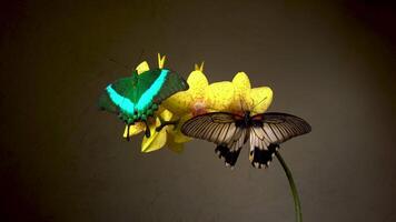 Butterflies on yellow flower orchid. Close-up. video